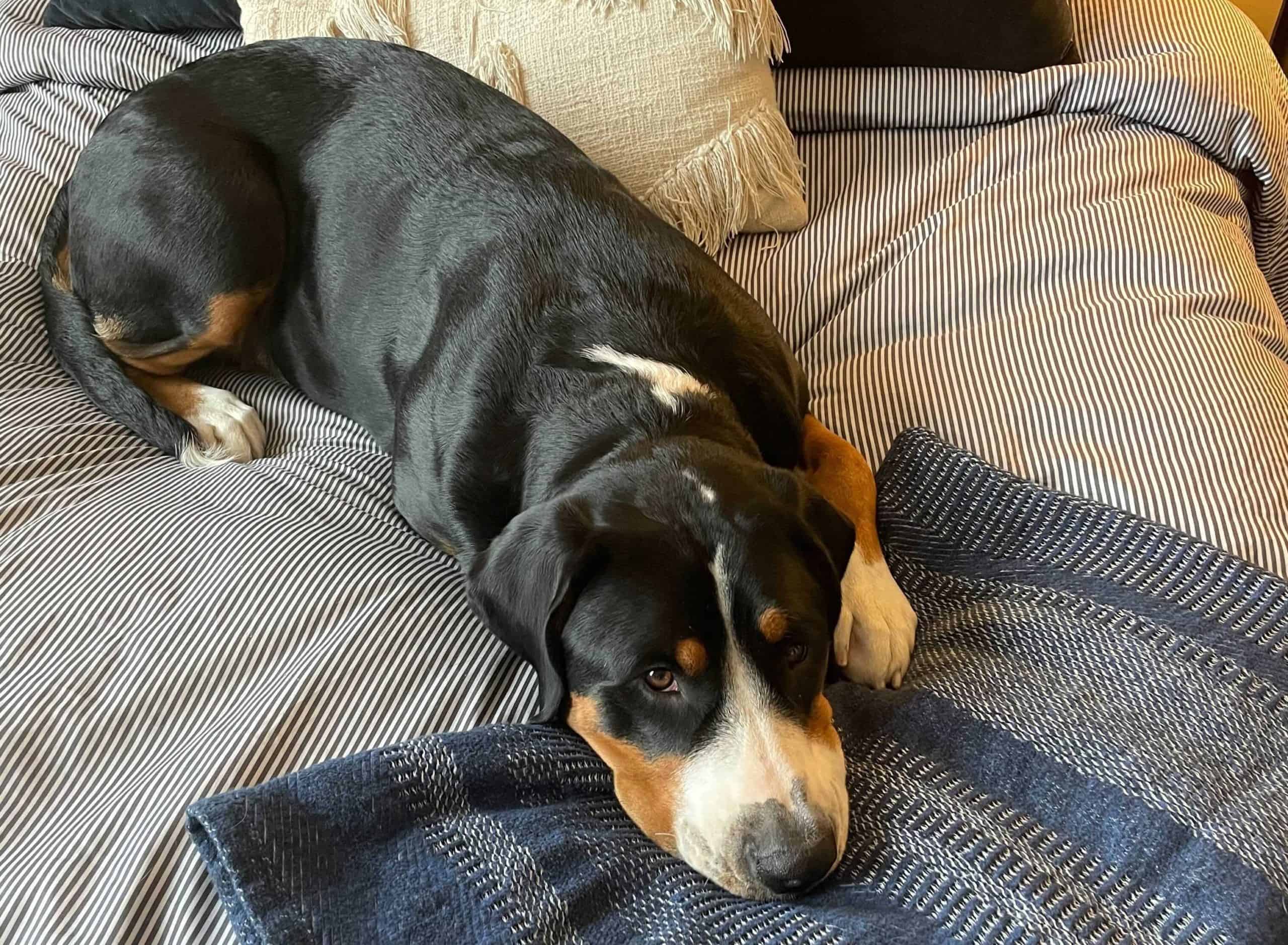 Labster Spotlight - Kayla's dog Lulu